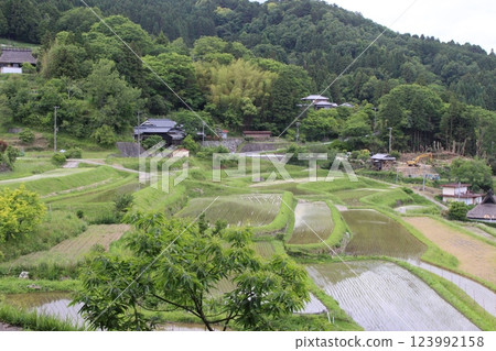 鼻長谷梯田 五月水稻種植 123992158