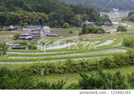 鼻長谷梯田 五月水稻種植 鼻長谷梯田 五月水稻種植 123992165