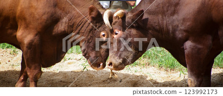 Bull horn butting in Yamakoshi, Niigata Bull horn butting in Yamakoshi, Niigata 123992173