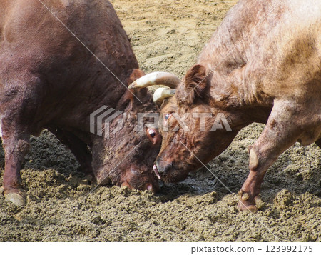 Bull horn butting in Yamakoshi, Niigata Bull horn butting in Yamakoshi, Niigata 123992175