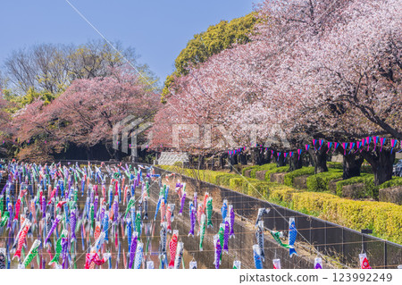 館林市鯉魚旗村節,河面上懸掛鯉魚旗和櫻花樹 館林市鯉魚旗村節,河面上懸掛鯉魚旗和櫻花樹 123992249