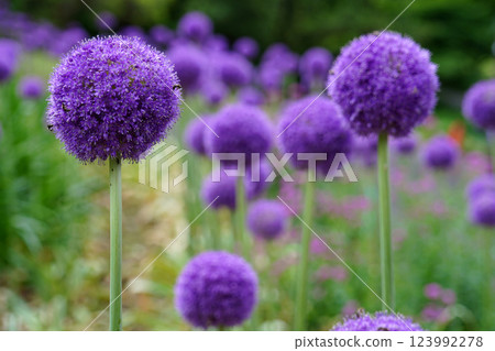 allium gigantium 123992278