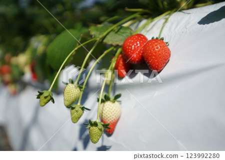 Strawberry hunting vinyl house Strawberry hunting vinyl house 123992280