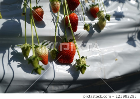 Strawberry hunting vinyl house Strawberry hunting vinyl house 123992285