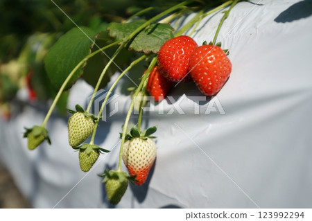 Strawberry hunting vinyl house 123992294