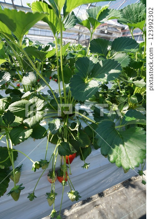 草莓狩獵乙烯基房子 123992302