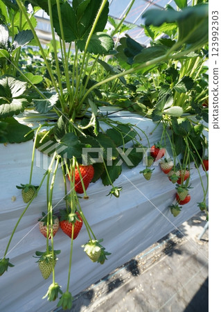 Strawberry hunting vinyl house 123992303