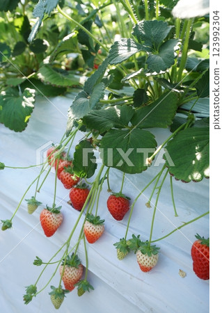 Strawberry hunting vinyl house 123992304