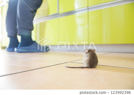 Kitchen Mouse 123992396