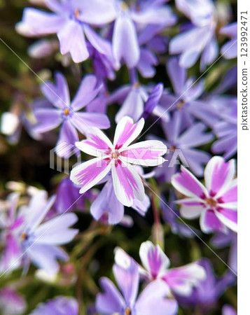 Pink Moss Phlox Close-up 123992471