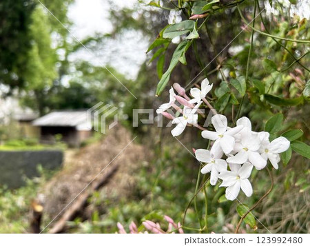 Close-up of Hagoromo Jasmine 123992480