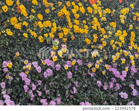 A flowerbed with yellow and purple viola flowers in full bloom 123992576