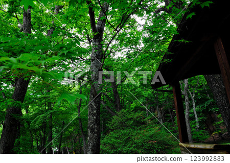 A house surrounded by greenery 123992883
