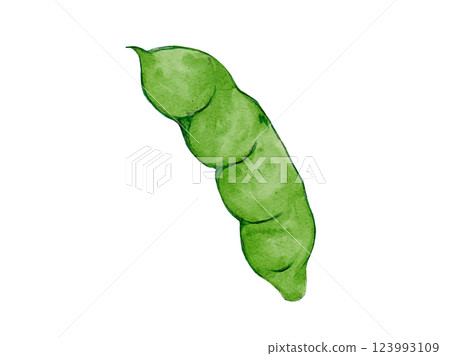以水彩風格繪製的春季蔬菜蠶豆的新鮮向量插圖 123993109