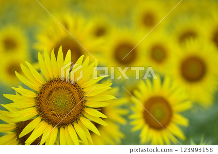 說到夏天的向日葵 123993158