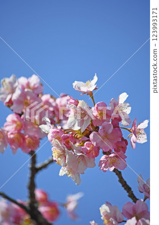 Kawazu cherry tree in Matsuda Town 123993171