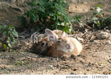 Okunoshima Rabbits (Friends) 123993201