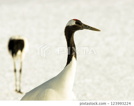 Profile of crane 123993224