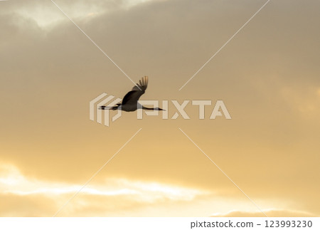 一隻丹頂鶴飛過落日的天空 一隻丹頂鶴飛過落日的天空 123993230