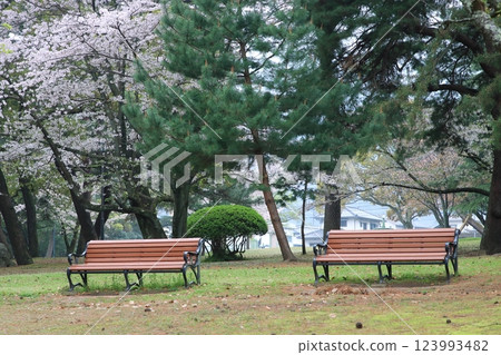 Spring in the park 123993482