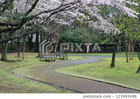 Park on a rainy day 123993486