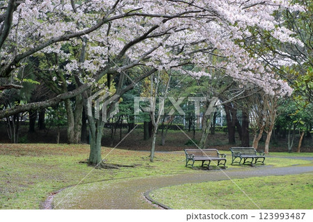 Park with cherry blossoms 123993487
