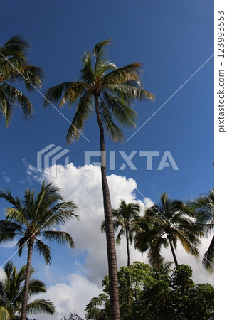 View of Hawaii 123993553