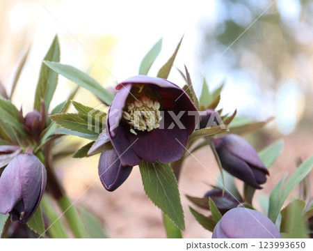 Christmas Rose Black 123993650