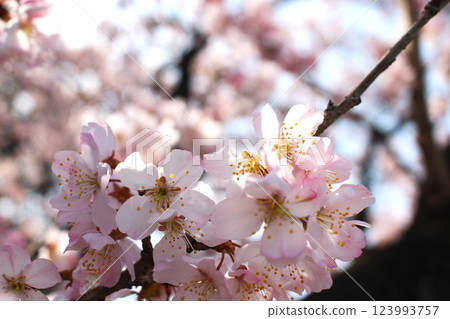 Shining early-blooming spring cherry blossoms 123993757