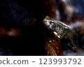 A newly arrived mountain brown frog 123993792