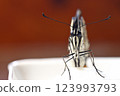 Swallowtail seen from the front 123993793