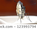 Swallowtail seen from the front 123993794