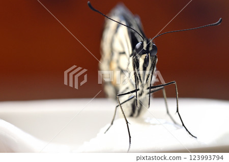 Swallowtail seen from the front 123993794