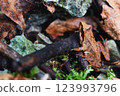 A seated mountain brown frog 123993796