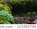 Several types of moss growing on trees 123993798