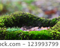 Moss in the sunlight 123993799