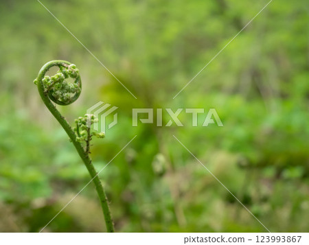 春芽 春芽 123993867