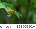 Urana miakashiji perching on a leaf 123993910