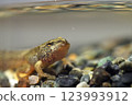 Tadpole peeking here 123993912