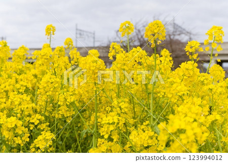 橫濱市營地鐵川和町站前的油菜花田 123994012
