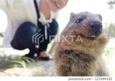 短尾矮袋鼠被攝影機拍到 短尾矮袋鼠被攝影機拍到 123994182