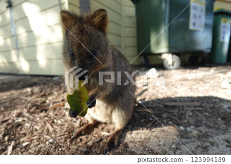 Quokka eating leaves Quokka eating leaves 123994189