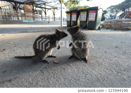 Quokkas playing together Quokkas playing together 123994190