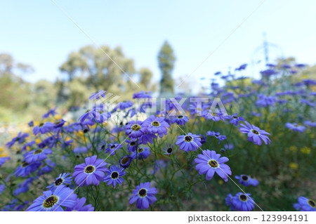 澳大利亞野花 澳大利亞野花 123994191