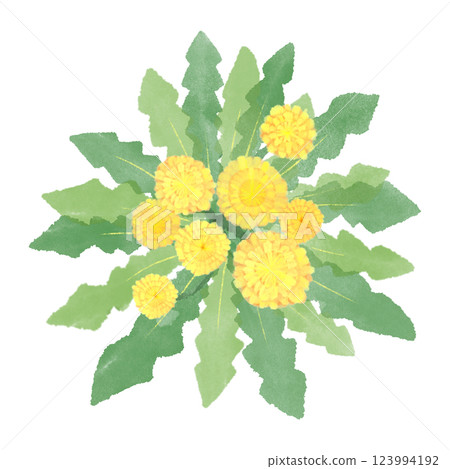 蒲公英水彩插圖框架 蒲公英水彩插圖框架 123994192