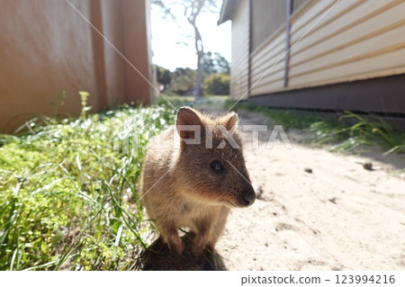 Quokka eating grass 123994216