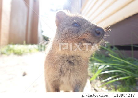 短尾矮袋鼠簡介 123994218