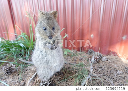 短尾矮袋鼠吃草 123994219