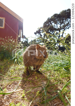 Wild Quokka wallaby eating grass Wild Quokka wallaby eating grass 123994220