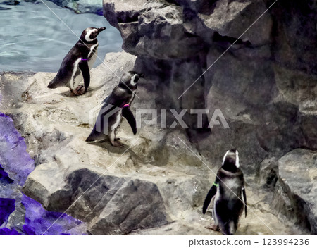 水族箱裡飼養的可愛企鵝 水族箱裡飼養的可愛企鵝 123994236